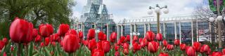 National Gallery of Canada, Tulips, Spring