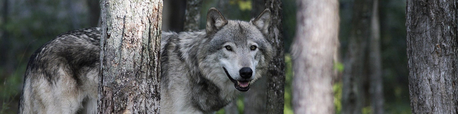 Omega Park