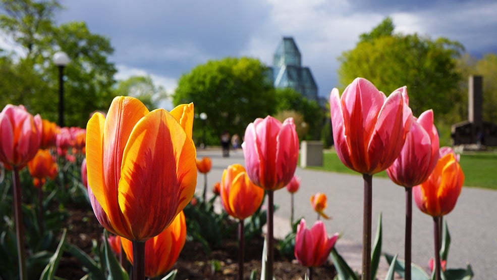 Tulips at Major's Hill Park Tulips at Major's Hill Park