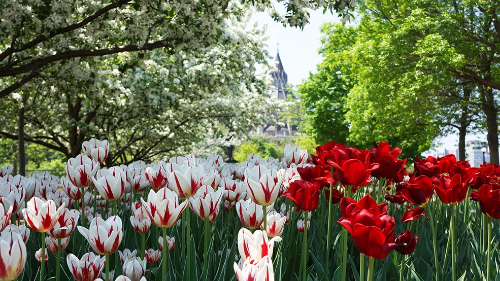 Tulips at Major's Hill Park Tulips, Parliament building in the background