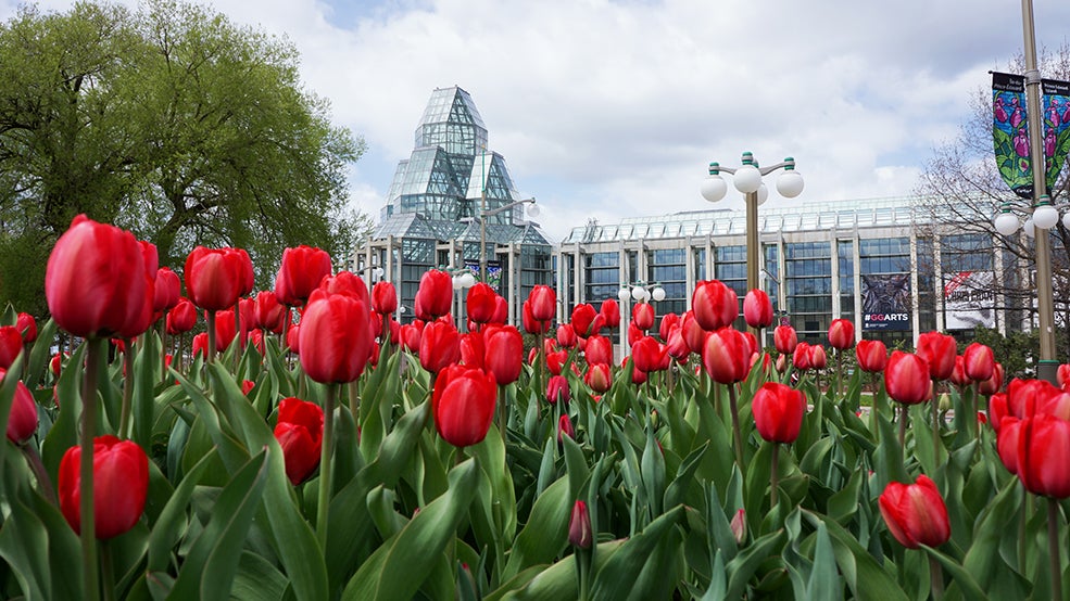 National Gallery of Canada, Tulips, Major's Hill Park