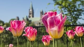 Major's Hill Park Parliament Tulips