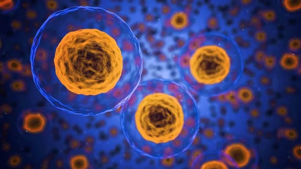 Cells