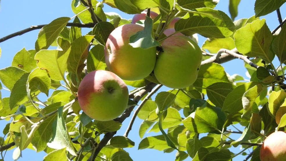 Log Cabin Orchard