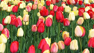 Zoom background - Tulip