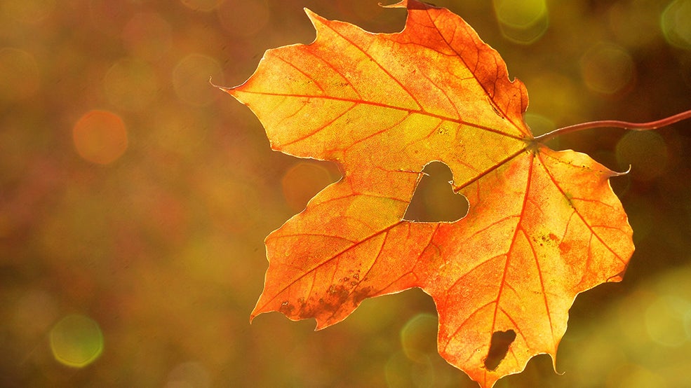 fall