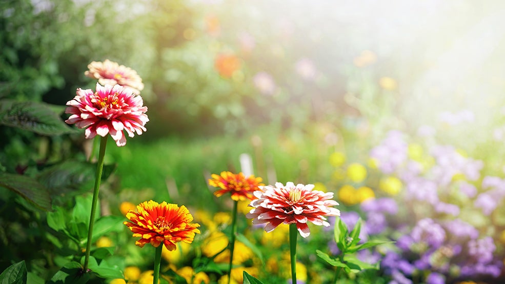 Garden Garden