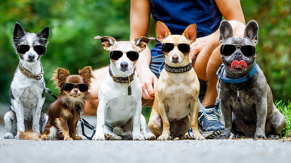 dogs dogs