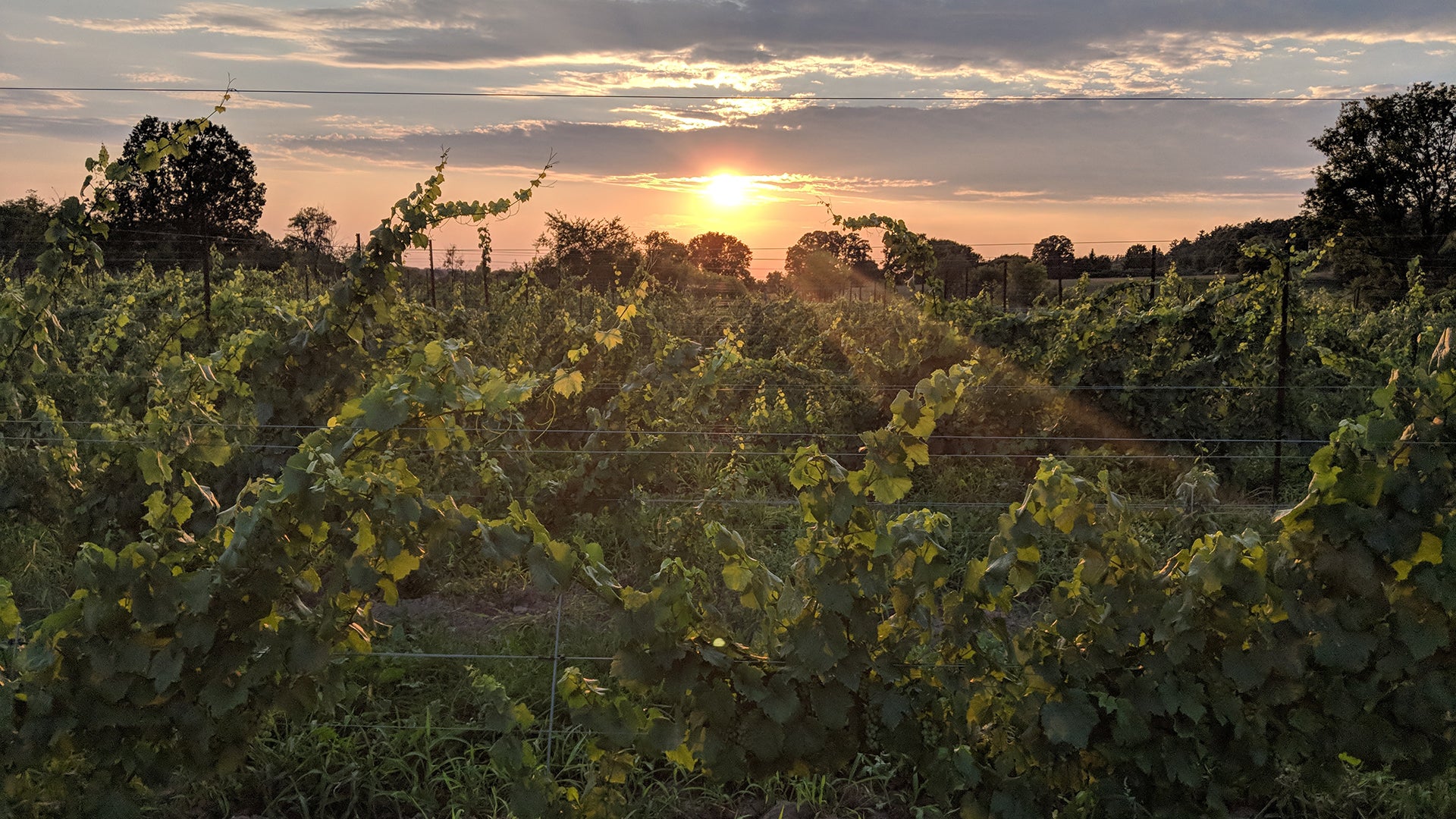 KIN Vineyards