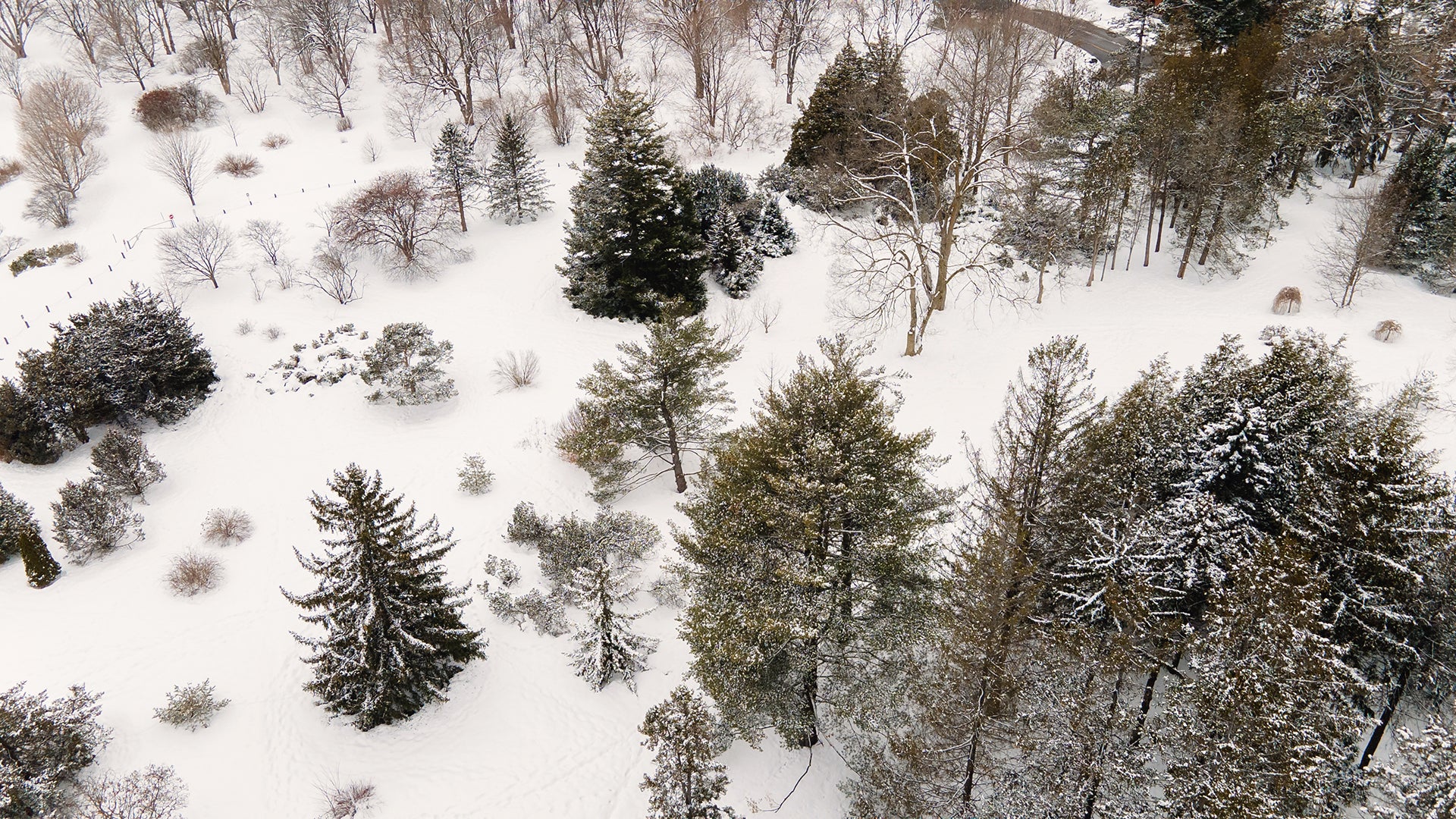 Dominion Arboretum