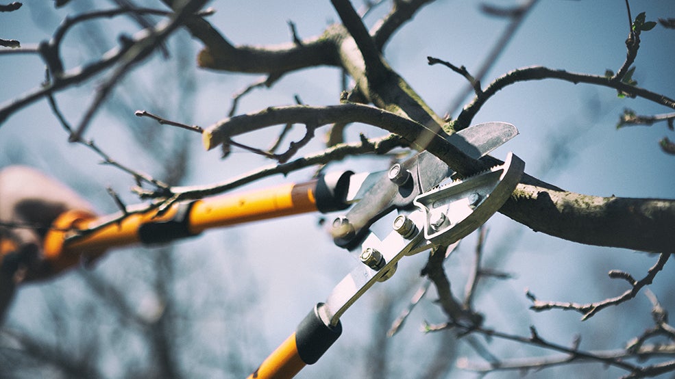 Fruit Tree Pruning Workshop Fruit Tree Pruning Workshop