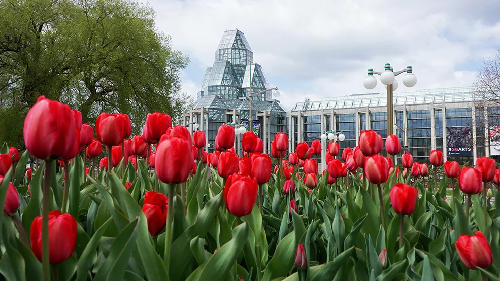 Canadian Tulip Festival Ottawa Tourism