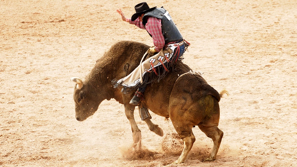 rodeo bull rodeo bull