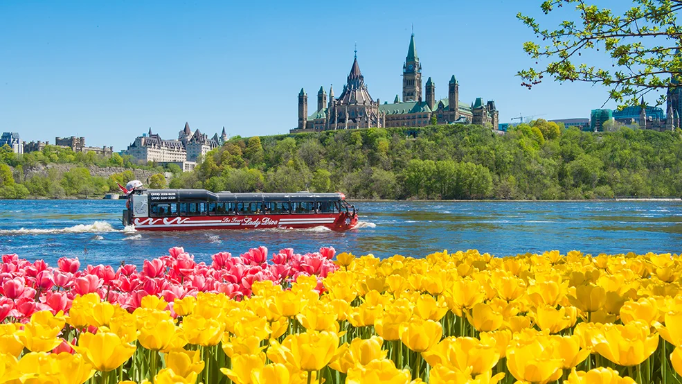 Lady Dive Amphibus Tour, Tulips