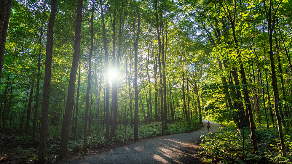 Gatineau Park