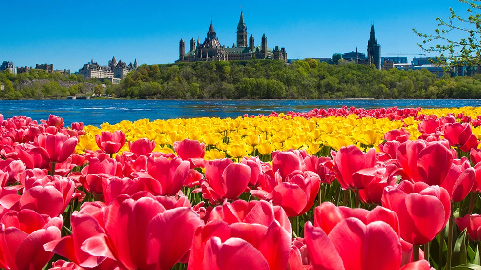 Parliament Hill viewed with Tulips across from the Ottawa River