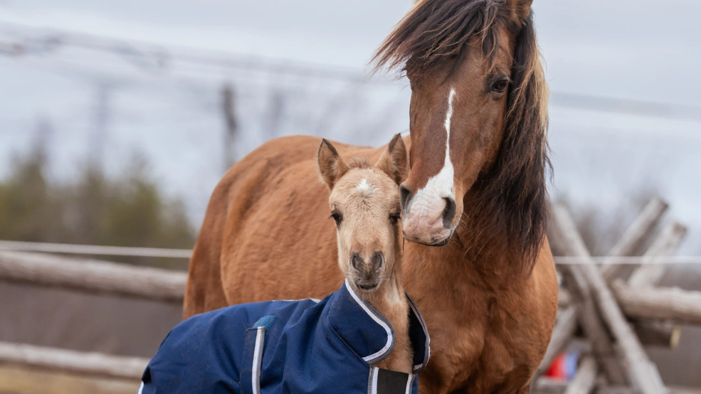 Two Ojibwe Spirit Horses, a mare and a foal, stand in their pen. 