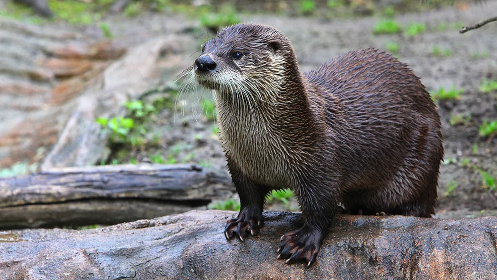 otter, animal
