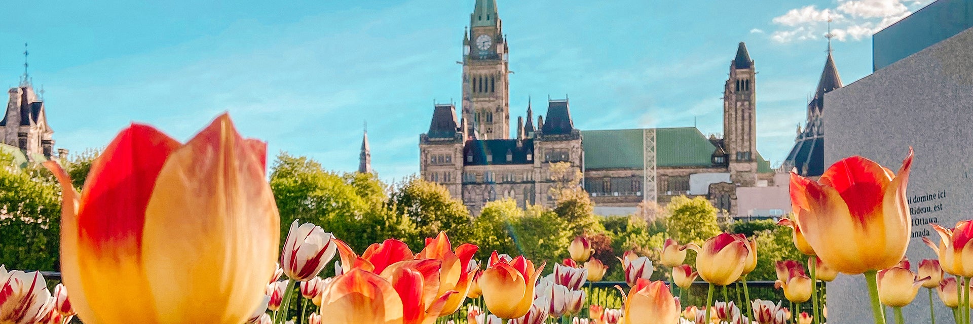 Tulips Parliament Ottawa
