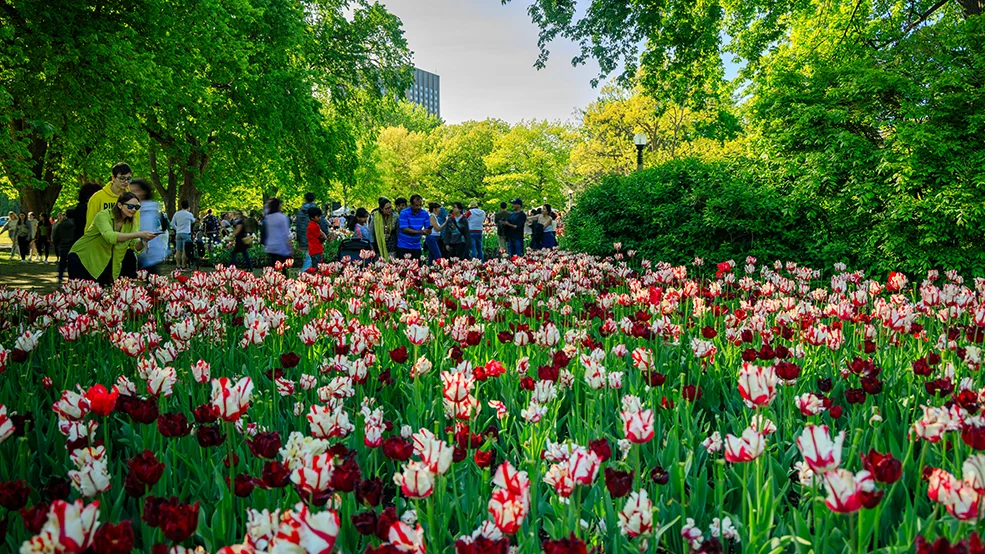 Canadian Tulip Festival