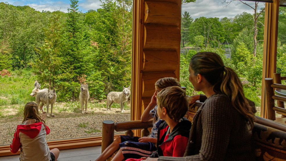 A family looks at a pack of wolves at Parc Omega.