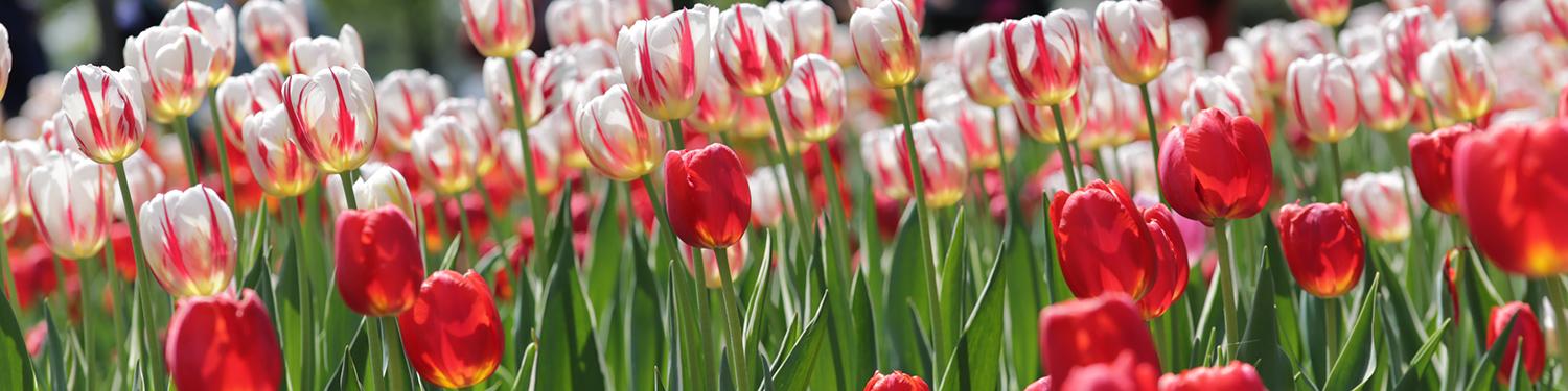 Canadian Tulip Festival