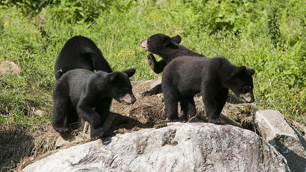 Omega Park