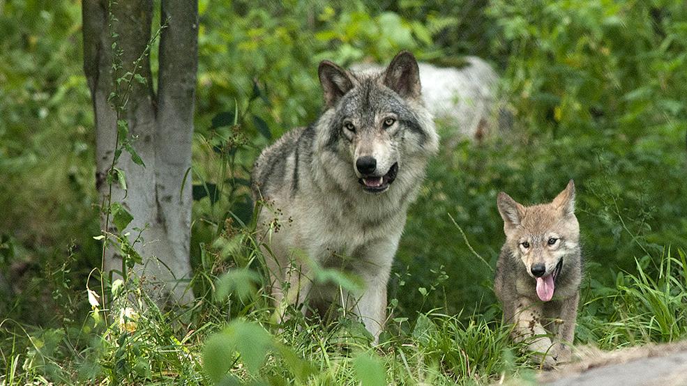 Omega Park, Parc Omega