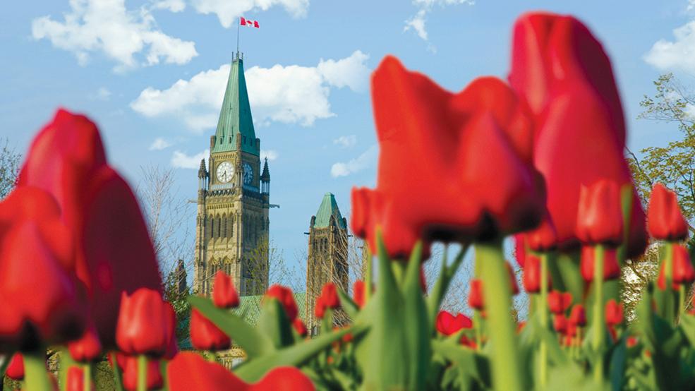 Tulips, Parliament 