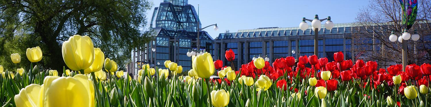 Tulips