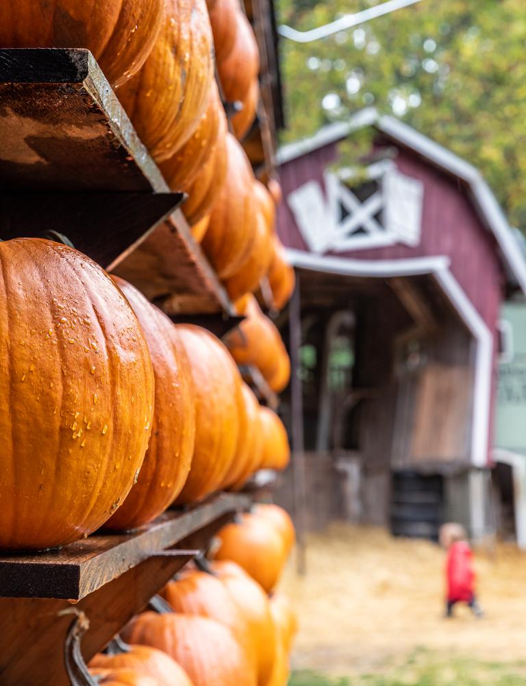 Saunders Farm