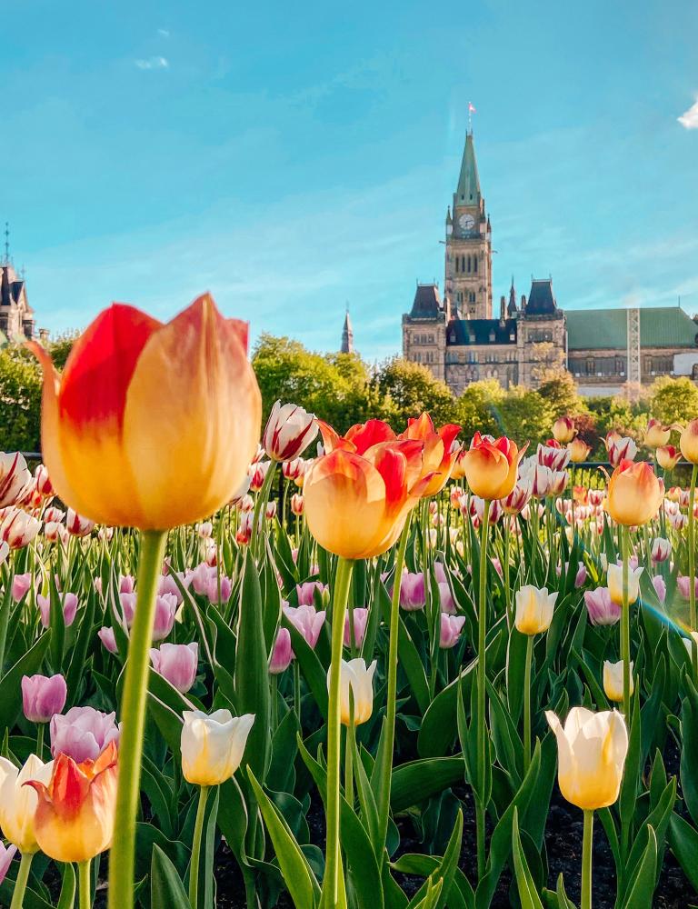 Tulips, Parliament buildings
