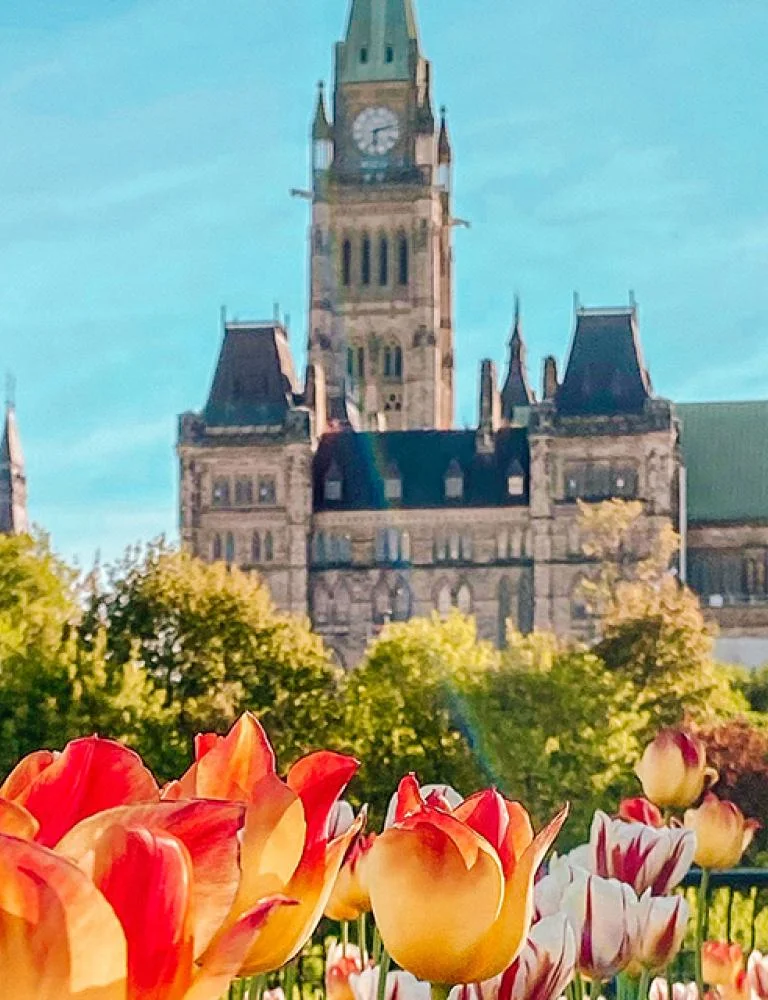 Tulips, Parliament buildings