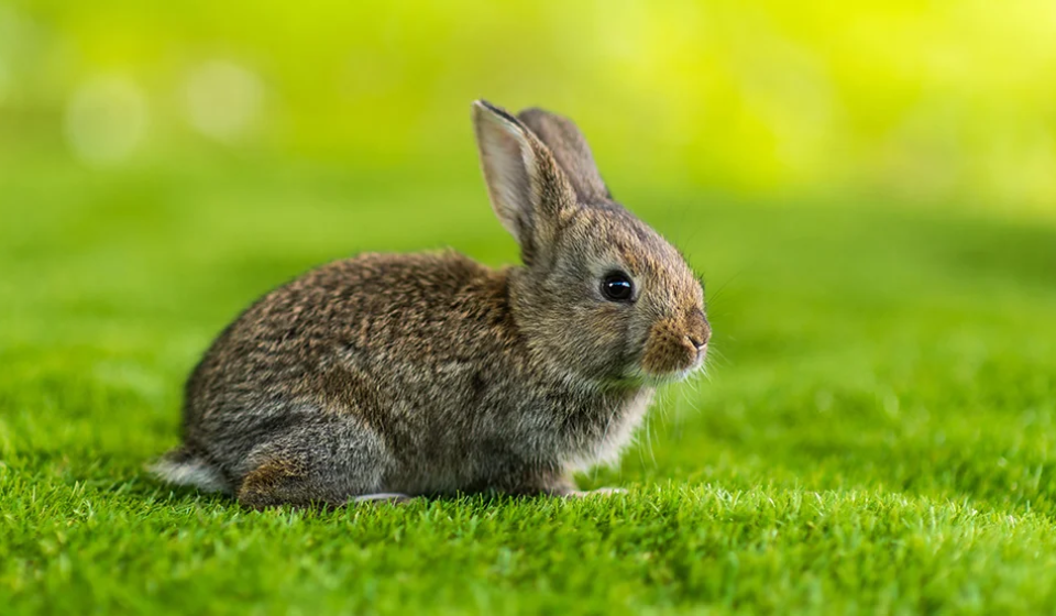 rabbit