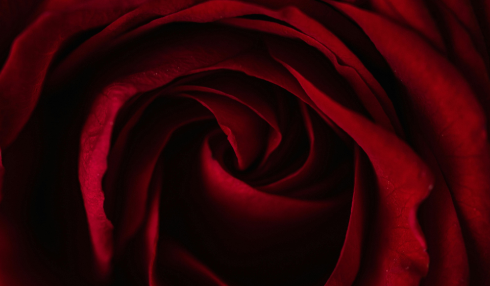 Valentine's Day Red Rose