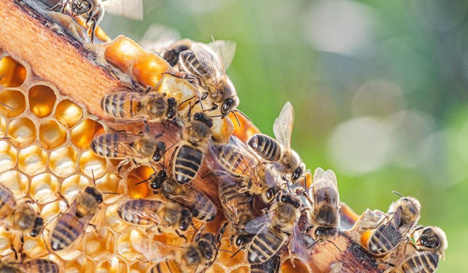 Bees