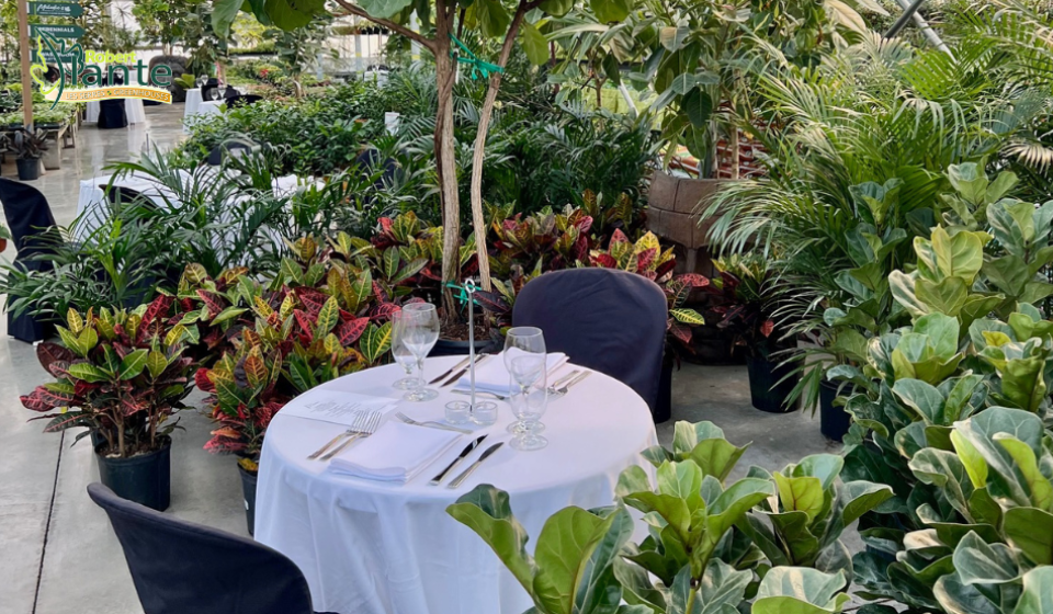 Exclusive Romantic Dinner for 2 in Tropical Greenhouses