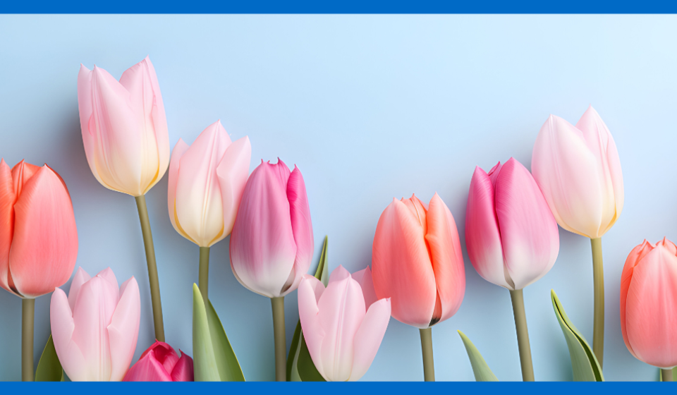 tulip bouquet