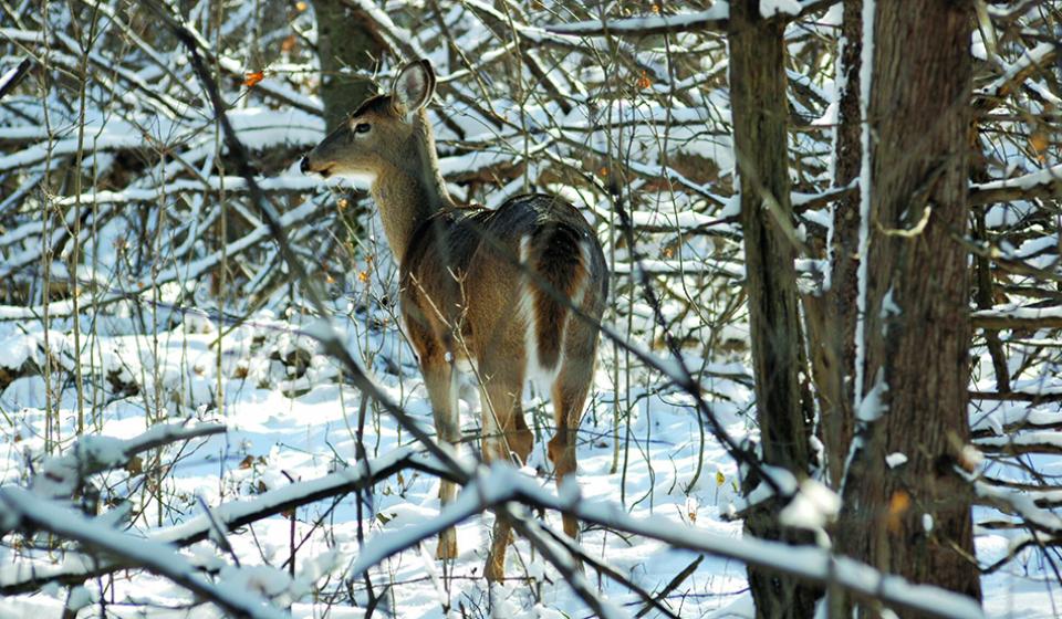 Animal Tracking