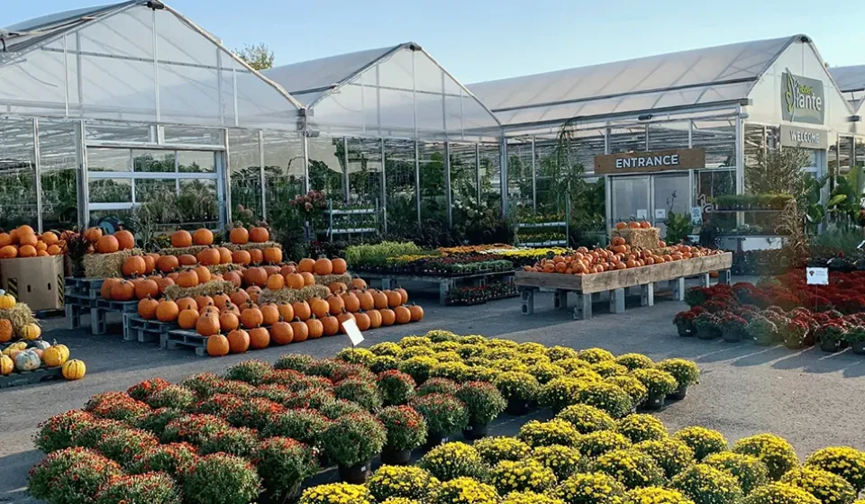 Robert Plante Thanksgiving Market