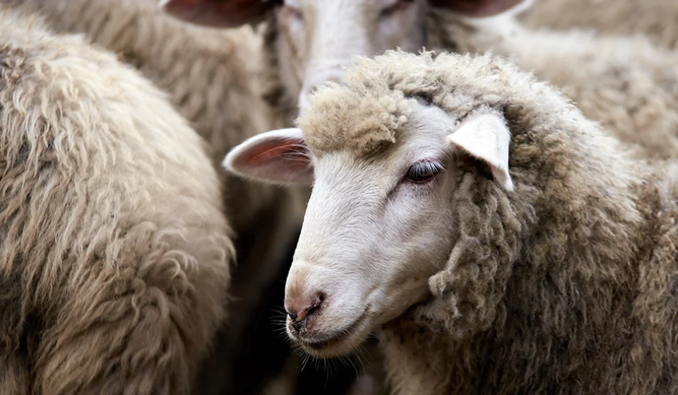 sheep