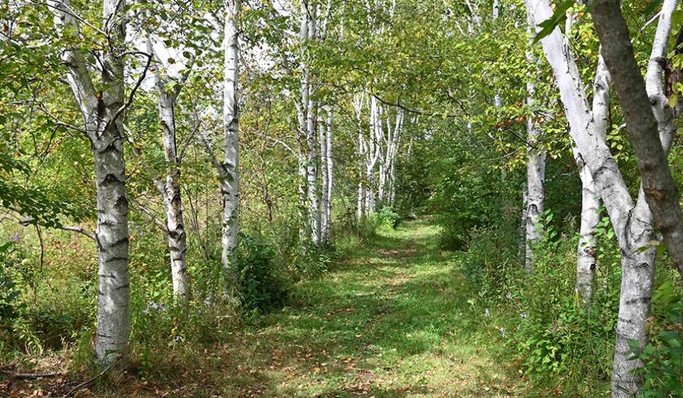 Birch Path Healing Forest