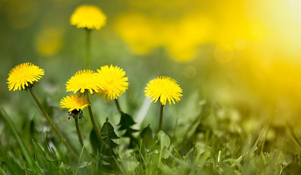 Dandelion