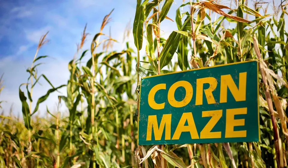 Maple Hill Urban Farm Corn Maze