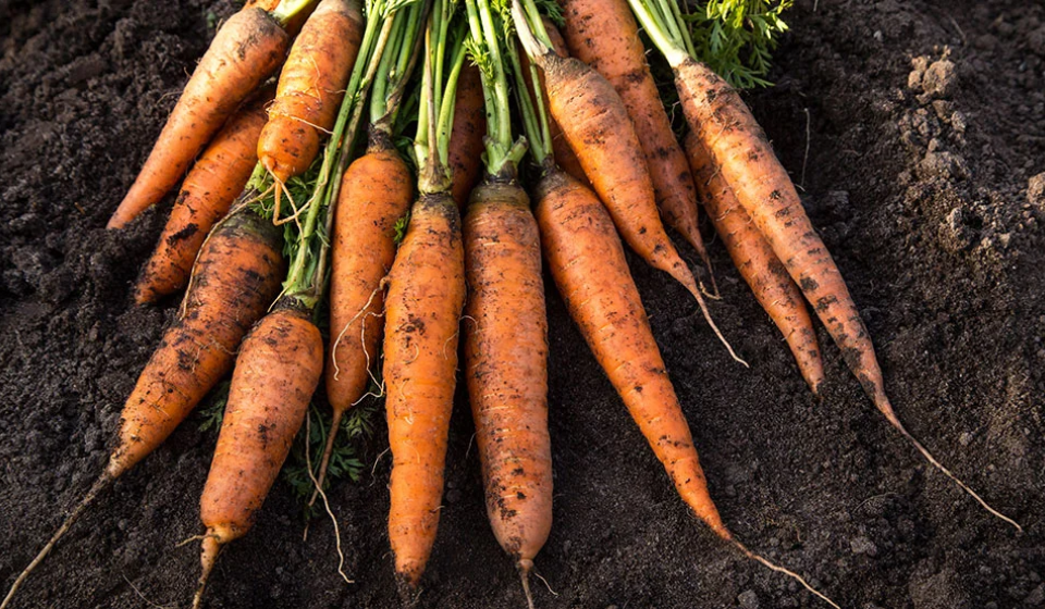 carrot bunches
