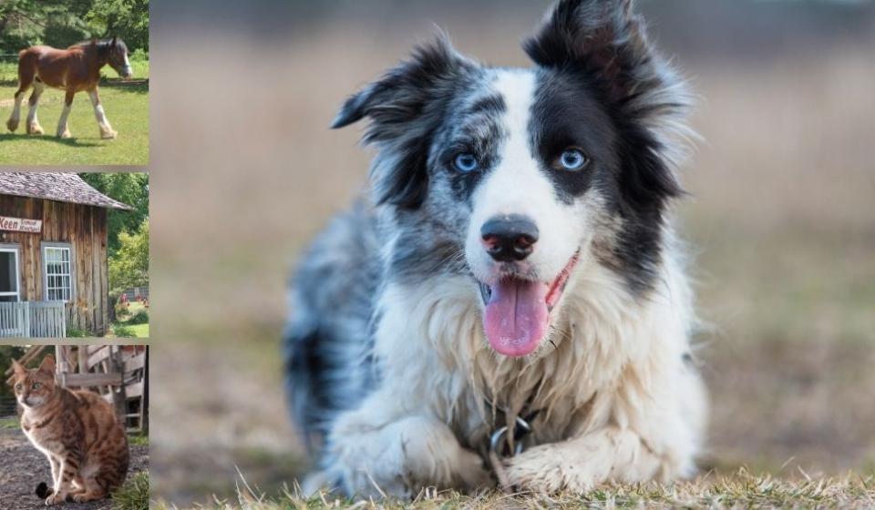 photos of animals