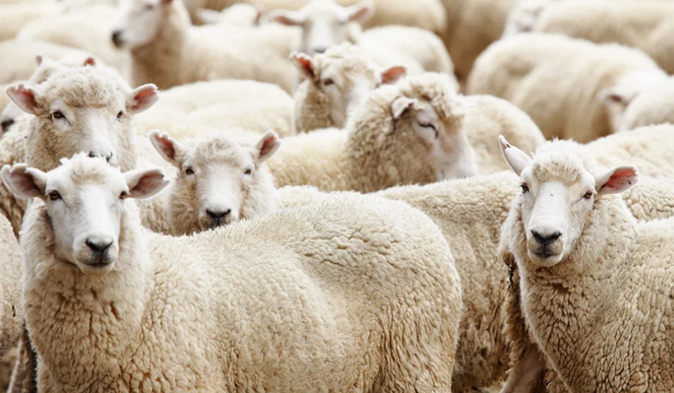 Sheep