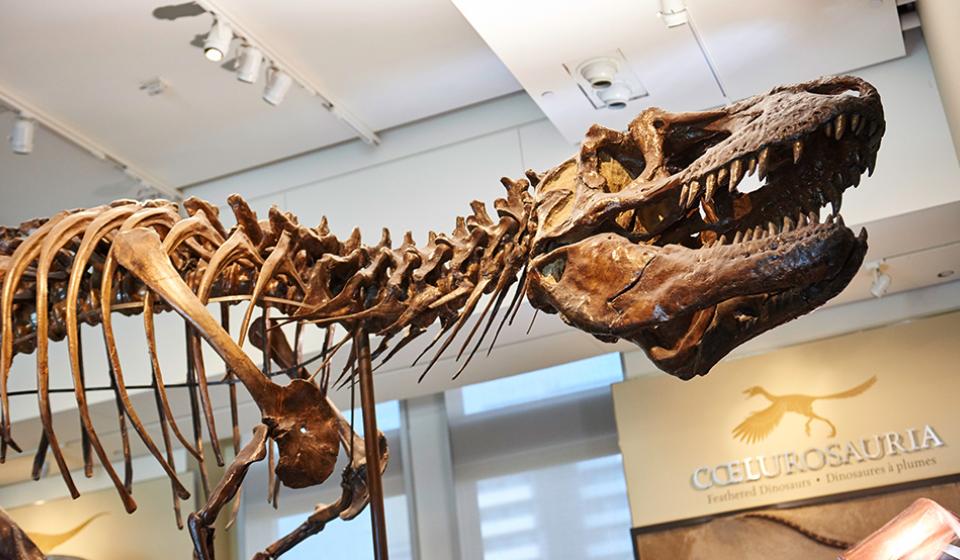 Canadian Museum of Nature