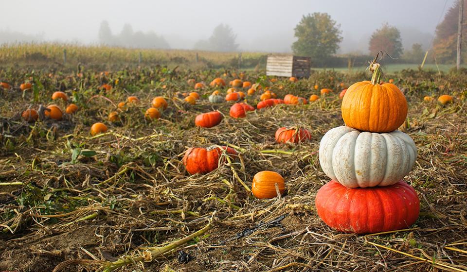 Artisan Farm