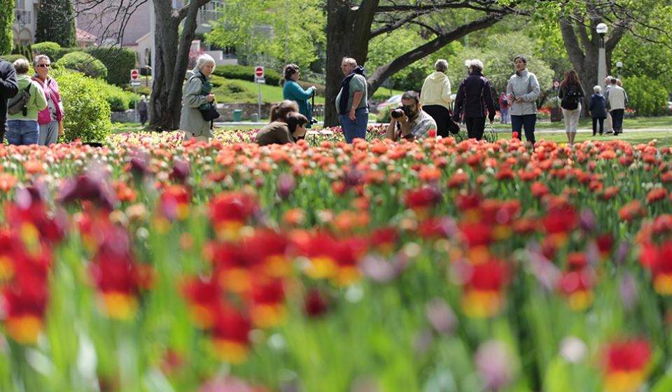 Canadian Tulip Festival